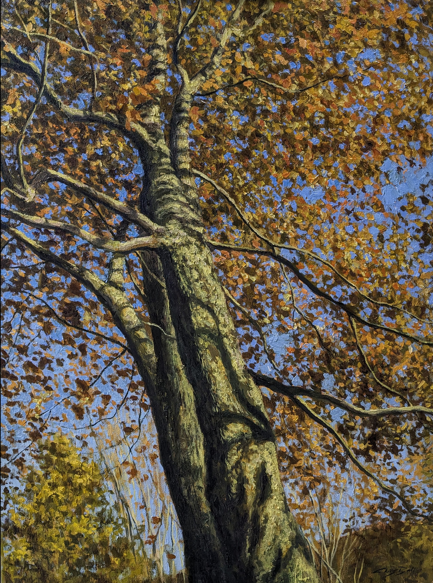 A Canopy of Amber