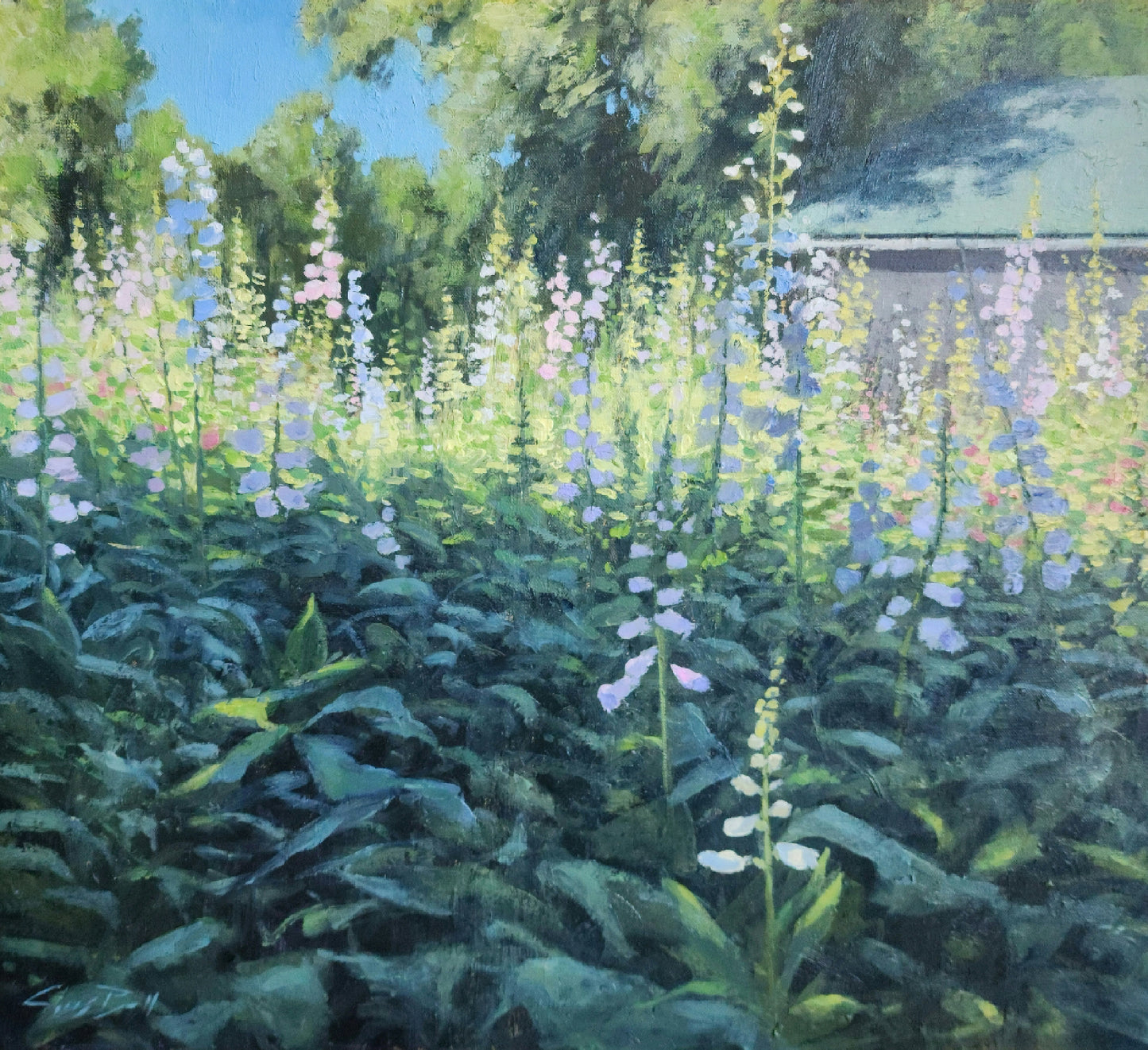 Wild Lupine Field