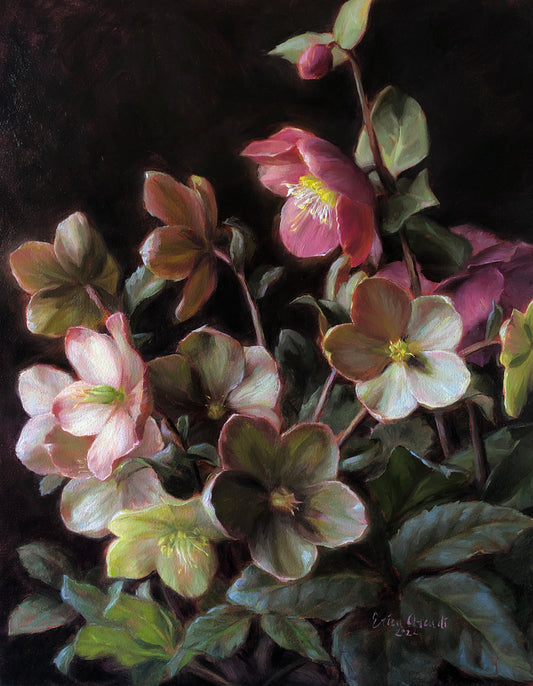 Hellebores