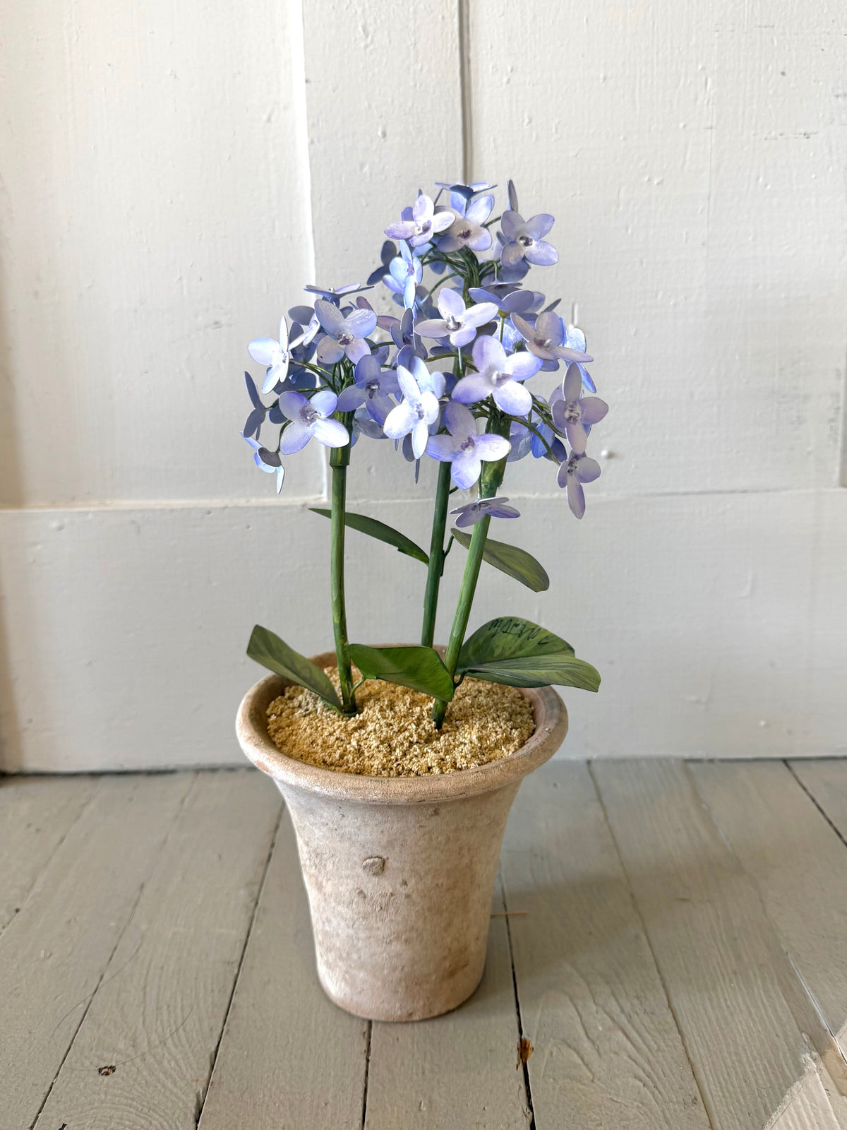 Hydrangea Potted