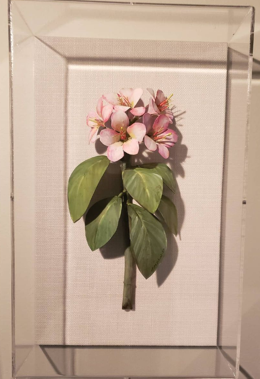 Rhododendron White/Pink