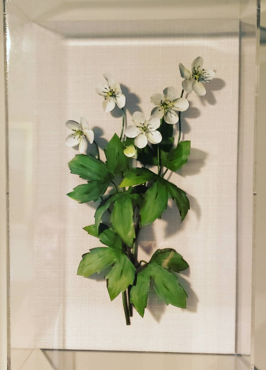Anemone Wood White