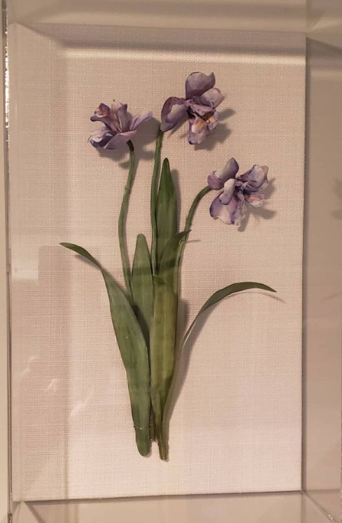 Dwarf Iris