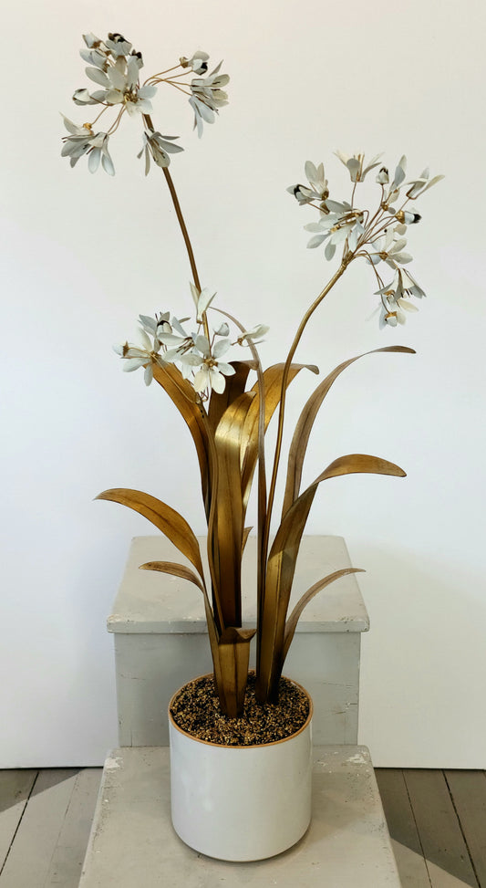 Triple Agapanthus