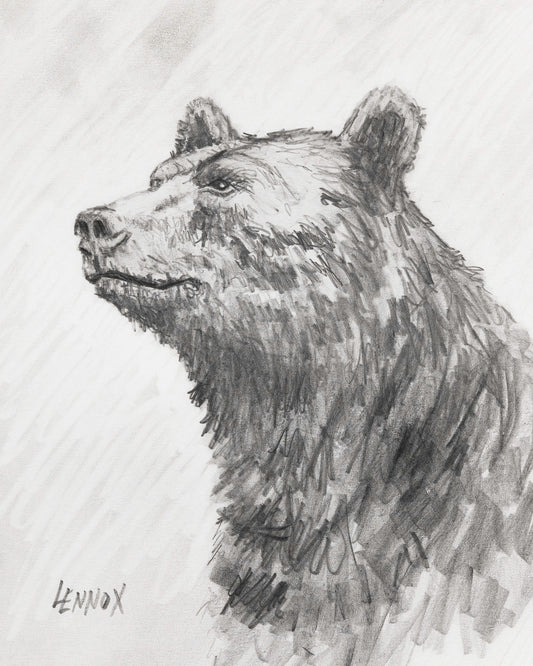 Sir Bear - Graphite