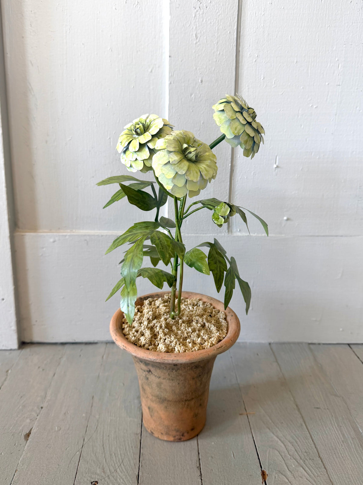 Zinnia Potted